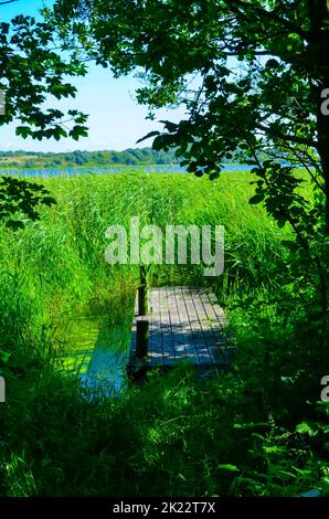 Kleiner Wasserfleck mitten im Wald Stockfoto