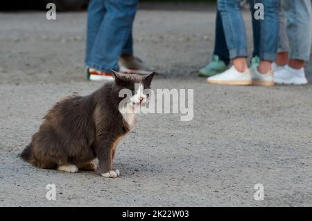 Porträt einer schwarz-weißen streunenden Katze, die auf der Straße sitzt Stockfoto