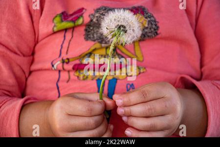 Ein Mädchen, das einen Dandelion in den Händen hält Stockfoto