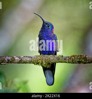 Violet Sabrewing Kolibri an einem Zweig im Monteverde Cloud Forest, Costa Rica Stockfoto