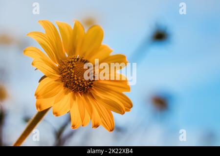 Eine Nahaufnahme einer einzelnen, orangefarbenen, blühenden Tageslilienblume . Hochwertige Fotos Stockfoto