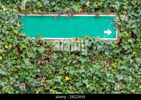 Wand überwuchert mit Kletterpflanzen mit teilweise überwuchertem grünen Wegweiser mit weißem Pfeil als Hinweis zum Aufschreiben Stockfoto