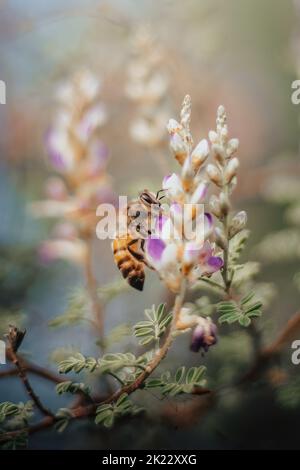 Eine Biene auf der Suche nach Nektar aus Lavendelblüten. Nahaufnahme und selektiver Fokus. Stockfoto