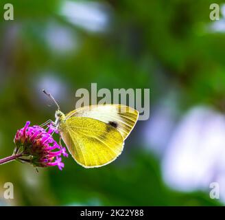 Makro des Kohlbutterfyls auf der Blütenblüte Stockfoto