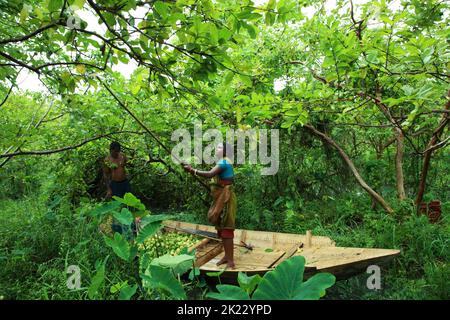 Der schwimmende Guava-Markt befindet sich in Jhalakathi und Swarupkathi im südlichen Teil des Barishal-Distrikts. Die beliebtesten sind Bhimaruli, Atghar und der Kuriana Markt. Händler kommen von weit her, um hier Guava's zu kaufen. Etwa 80 % der insgesamt in Bangladesch produzierten Guava werden in verschiedenen Dörfern von Jhalakathi produziert. Etwa 24.000 Hektar werden in den Gebieten Atghar, Kuriyana, Dumuria, Betara, Daluhar, Sadar usw. und für den Verkauf dieser Guavas wird in Bhimaruli in Jhalakathi der größte schwimmende Meerschweinemarkt in Bangladesch aufgebaut. Barishal, Bangladesch. Stockfoto