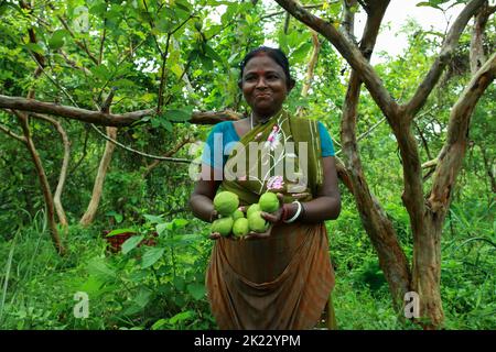 Der schwimmende Guava-Markt befindet sich in Jhalakathi und Swarupkathi im südlichen Teil des Barishal-Distrikts. Die beliebtesten sind Bhimaruli, Atghar und der Kuriana Markt. Händler kommen von weit her, um hier Guava's zu kaufen. Etwa 80 % der insgesamt in Bangladesch produzierten Guava werden in verschiedenen Dörfern von Jhalakathi produziert. Etwa 24.000 Hektar werden in den Gebieten Atghar, Kuriyana, Dumuria, Betara, Daluhar, Sadar usw. und für den Verkauf dieser Guavas wird in Bhimaruli in Jhalakathi der größte schwimmende Meerschweinemarkt in Bangladesch aufgebaut. Barishal, Bangladesch. Stockfoto