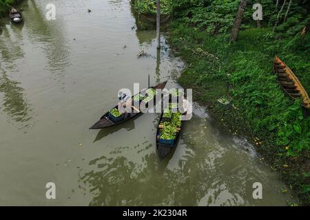 Der schwimmende Guava-Markt befindet sich in Jhalakathi und Swarupkathi im südlichen Teil des Barishal-Distrikts. Die beliebtesten sind Bhimaruli, Atghar und der Kuriana Markt. Händler kommen von weit her, um hier Guava's zu kaufen. Etwa 80 % der insgesamt in Bangladesch produzierten Guava werden in verschiedenen Dörfern von Jhalakathi produziert. Etwa 24.000 Hektar werden in den Gebieten Atghar, Kuriyana, Dumuria, Betara, Daluhar, Sadar usw. und für den Verkauf dieser Guavas wird in Bhimaruli in Jhalakathi der größte schwimmende Meerschweinemarkt in Bangladesch aufgebaut. Barishal, Bangladesch. Stockfoto