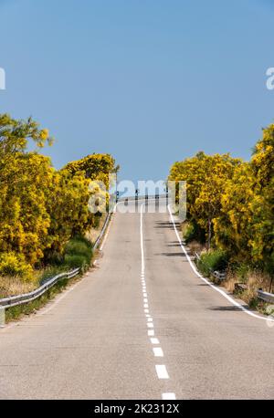 Der Ätna-Besen (Genista aetnensis) in Blüte, ein spektakulärer Anblick im Sommer, der hoch oben an den Hängen des berühmten sizilianischen Vulkans wächst Stockfoto