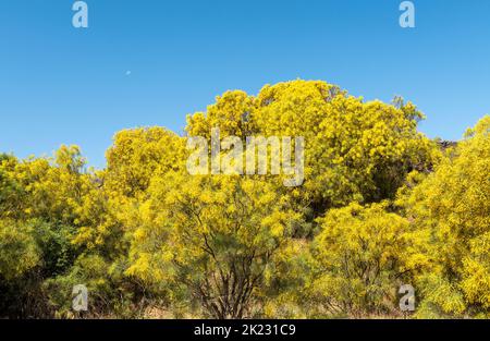 Der Ätna-Besen (Genista aetnensis) in Blüte, ein spektakulärer Anblick im Sommer, der hoch oben an den Hängen des berühmten sizilianischen Vulkans wächst Stockfoto