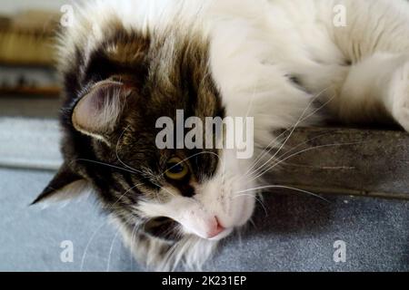 Nahaufnahme einer herunterblickenden braunweißen Ragdol-Katze Stockfoto