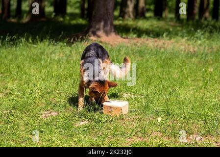 Shepherd sucht nach einer Bombe, trainiert mit Kisten im Wald. Stockfoto