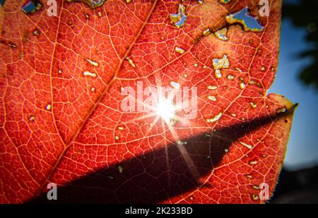 22. September 2022, Hessen, Frankfurt/Main: Die Sonne scheint durch ein sehr verfärbtes Blatt. Am 23,9. Ist kalendarischer Herbstanfang. Foto: Frank Rumpenhorst/dpa Stockfoto