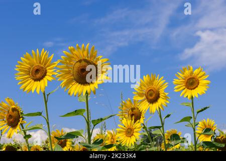 Große gelbe Sonnenblumen auf einem Feld gegen einen hellen, sommerblauen Himmel (selektiver Fokus) Stockfoto