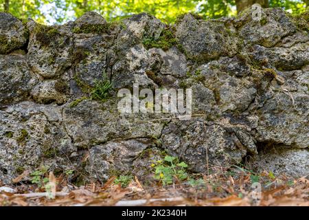 Wand aus Natursteinen, bewachsen mit Moos und Farnen als Hintergrund Stockfoto
