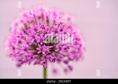 Schöne lila Zierlilie-Blüte im Nahaufnahme auf einem weichen rosa Hintergrund. Schmale Tiefenschärfe, um ein verträumtes, harmonisches Bild der Blüte zu erzeugen Stockfoto