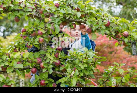 Kleiner Junge, der auf einem trainierten Apfelbaum, einem von Amisfield umgebenen Garten, East Lothian, Schottland, Großbritannien, rote Äpfel ansieht Stockfoto