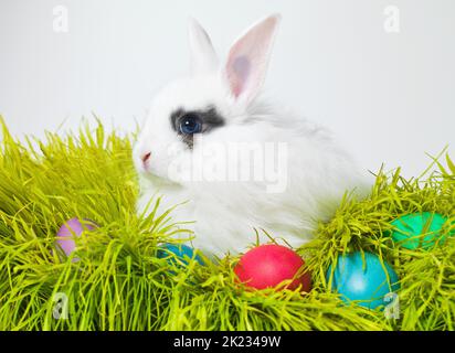 Es ist die Zeit des Jahres für Hasen und Eier. Studioaufnahme eines niedlichen Kaninchens auf dem Gras mit einer Auswahl von bunten Eiern. Stockfoto
