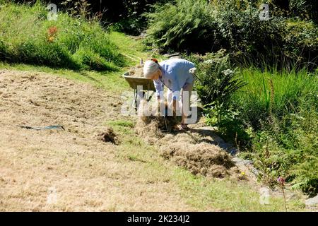 Ältere Frau, die im Sommer nach der Blüte im Garten Gras auf der gemähten Wiese sammelt Carmarthenshire Wales UK 2022 KATHY DEWITT Stockfoto