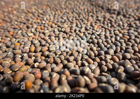 Vigna mungo, das schwarze Gramm, Urad-Bohne. In der Familie der Hülsenfrüchte. Bio-Bohnen, Uttarakhand Indien. Stockfoto