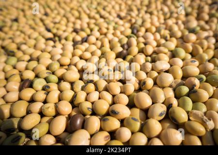 Organische ganze Sojabohnen (Glycine max) oder Sojabohnen dal in der Familie der Hülsenfrüchte. Makro. Uttarakhand Indien. Stockfoto