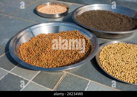 Mehrere Linsen und Hülsenfrüchte – schwarze Chana, Sojabohne, Urad usw. während des Sonnentrockenprozesses in einem indischen Haushalt. Uttarakhand Indien. Stockfoto