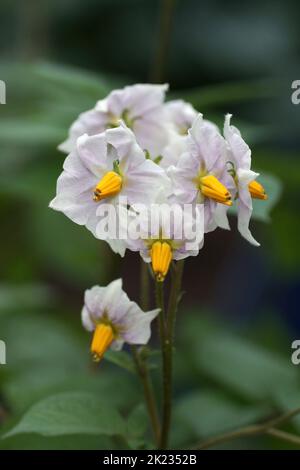 Die Blüten von Kartoffel Stockfoto