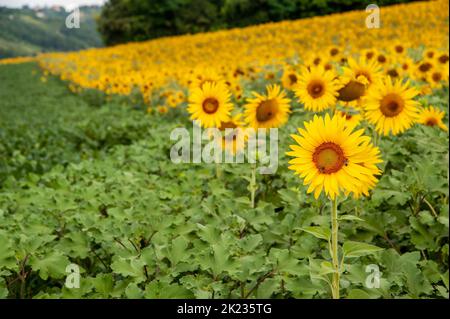 Monferrato, Piemont, Italien - 19. Juli 2021: Sonnenblume im Sonnenblumenfeld. Die Blüte von Sonnenblumen, leuchtend gelben Blüten in den piemontesischen Ländern Stockfoto