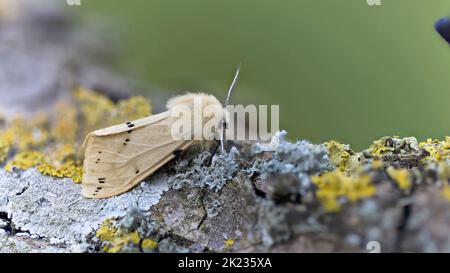 Buff Ermine (Spilosoma lutea) Motte Somerset GB UK Juni 2022 gestapelte Fotos Stockfoto