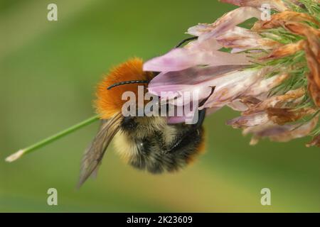 Nahaufnahme einer flauschigen Arbeiterbiene, einer europäischen, braun gebänderten Hummel, Bombus pascuorum auf einer rosa Kleebblüte Stockfoto