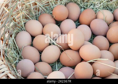 Italien, Lombardei, gebackene Eier im Korb mit Hay Stockfoto