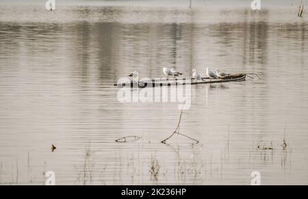 Eine Schar von Möwen auf einem versunkenen hölzernen Fischerboot. Donauinsel Sodros bei Novi Sad, Serbien. Stockfoto