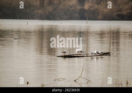 Eine Schar von Möwen auf einem versunkenen hölzernen Fischerboot. Donauinsel Sodros bei Novi Sad, Serbien. Stockfoto