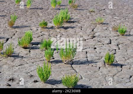 Bei Ebbe grüne Samphire- oder Salicornia-Pflanzen in rissiger, schlammiger Tonerde an der Küste des Wattenmeeres in den Niederlanden. Stockfoto