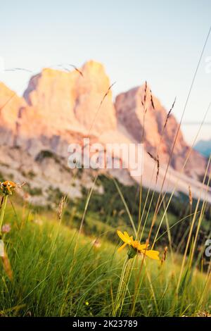 (Selektiver Fokus) Unschärfe-Einfassung Pelmo während eines schönen Sonnenuntergangs im Hintergrund und schöne Blumen im Vordergrund. Stockfoto