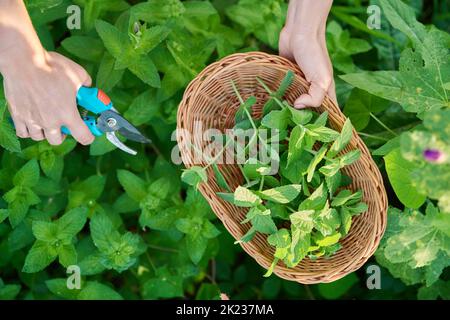 Ernte von Minzblättern, Frauenhänden mit Beschneiter und Weidenplatte im Garten Stockfoto