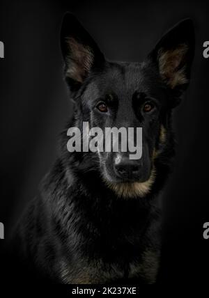 Porträt eines Hundes, Vollblut Schäferhund trägt eine schwarze Farbe auf schwarzem Hintergrund, volles Gesicht Stockfoto