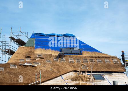 Den Helder, Niederlande. September 2022. Thatchers arbeiten an einem neuen Strohdach. Hochwertige Fotos Stockfoto