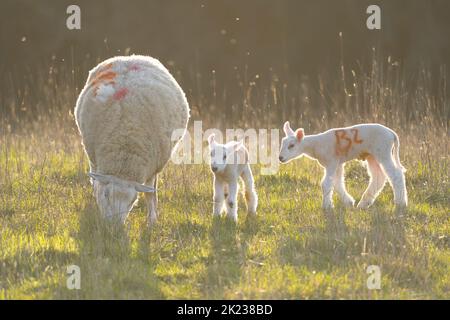 Nahaufnahme eines Mutterschafs zusammen mit ihren beiden frühen Lämmern an einem sehr hellen und sonnigen Februar-Morgen, der draußen auf einem Feld weidet. Stockfoto