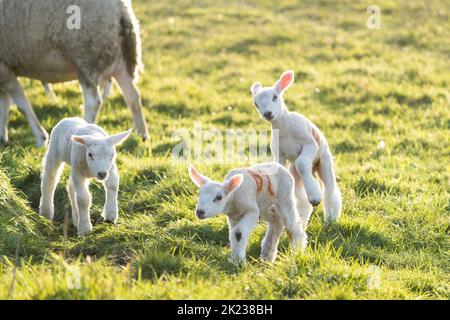 Verspielte britische neugeborene Lämmer im Freien. Stockfoto