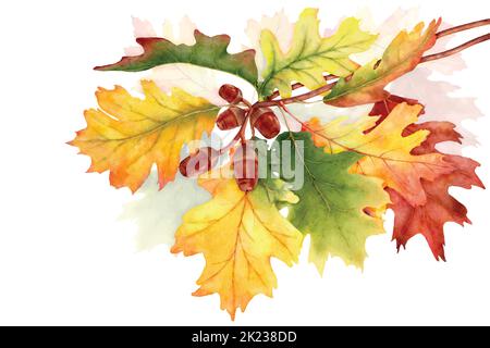 Farbenprächtiger Herbst mit Eichenlaub Ästen, Illustration Aquarell mit handgezeichnet. Geeignet für Dekorationen im Herbst, Grußkarten oder poste Stock Vektor