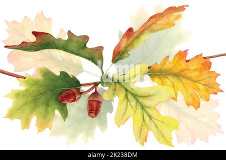 Farbenprächtiger Herbst mit Eichenlaub Ästen, Illustration Aquarell mit handgezeichnet. Geeignet für Dekorationen im Herbst, Grußkarten oder poste Stock Vektor