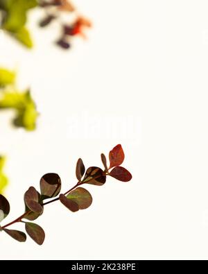 Dunkelroter Berberbeerzweig auf weißem Hintergrund. Eine Pflanze mit violetten Blättern. Für Text platzieren. Grußkarte für den Herbst. Stockfoto