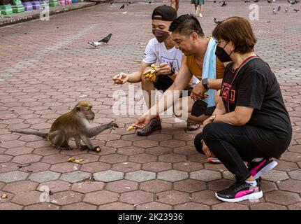 Malaysia, 10. Juli 2022 - Affen werden vor den Batu-Höhlen von Touristen gefüttert. Stockfoto