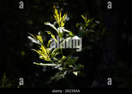 Frische Sprossen im Sonnenlicht auf dunklem Blatthintergrund. Neue Blätter wachsen Stockfoto