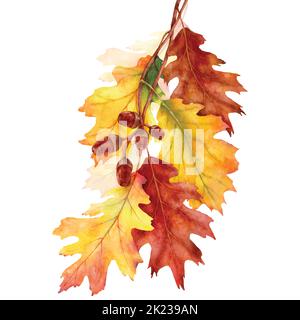 Farbenprächtiger Herbst mit Eichenlaub Ästen, Illustration Aquarell mit handgezeichnet. Geeignet für Dekorationen im Herbst, Grußkarten oder poste Stock Vektor
