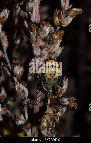 Letzte Instarnymphe des Bronzesildbugs Stockfoto