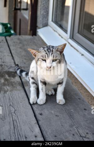 Eine junge Landkatze sitzt im Schatten im Hinterhof Stockfoto