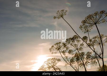 Regenschirme aus Dillzweigen gegen den blauen Himmel. Farbenfrohe Sonnenuntergänge im Hintergrund am Sommerabend. Hochwertige Fotos Stockfoto