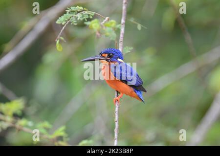 Blauohriger Eisvögel (Alcedo Meninting), auch bekannt als der tiefblaue Eisvögel Stockfoto