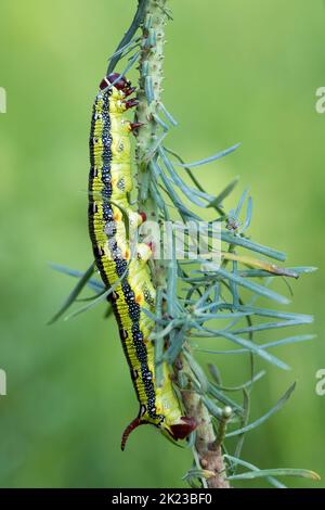 Barberspurgen-Falkenmotten-Raupe - Hyles Tithymali, wunderschön gefärbte Falkenmotte aus Nordafrika und den Kanarischen Inseln. Stockfoto